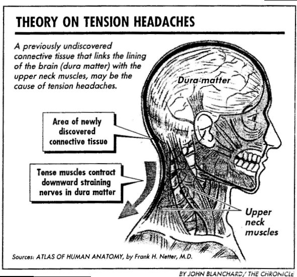 DRAWING OF NECK MUSCULATURE